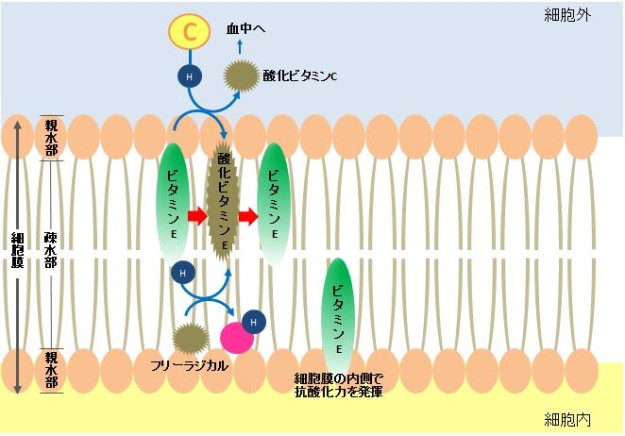 ビタミンCによる細胞膜でのビタミンE抗酸化作用