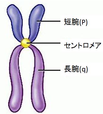 染色体１